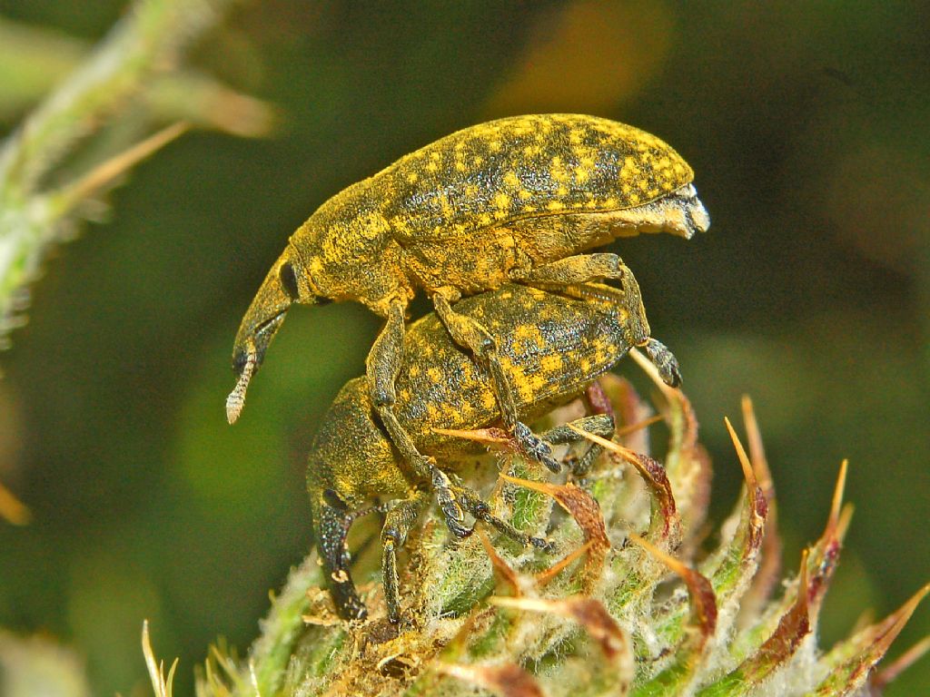 Curculionidae ID